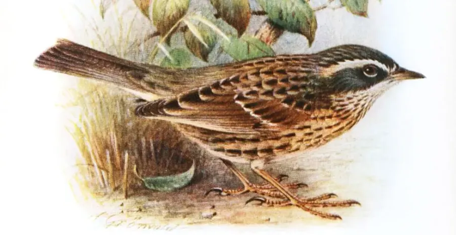 The Arabian accentor card