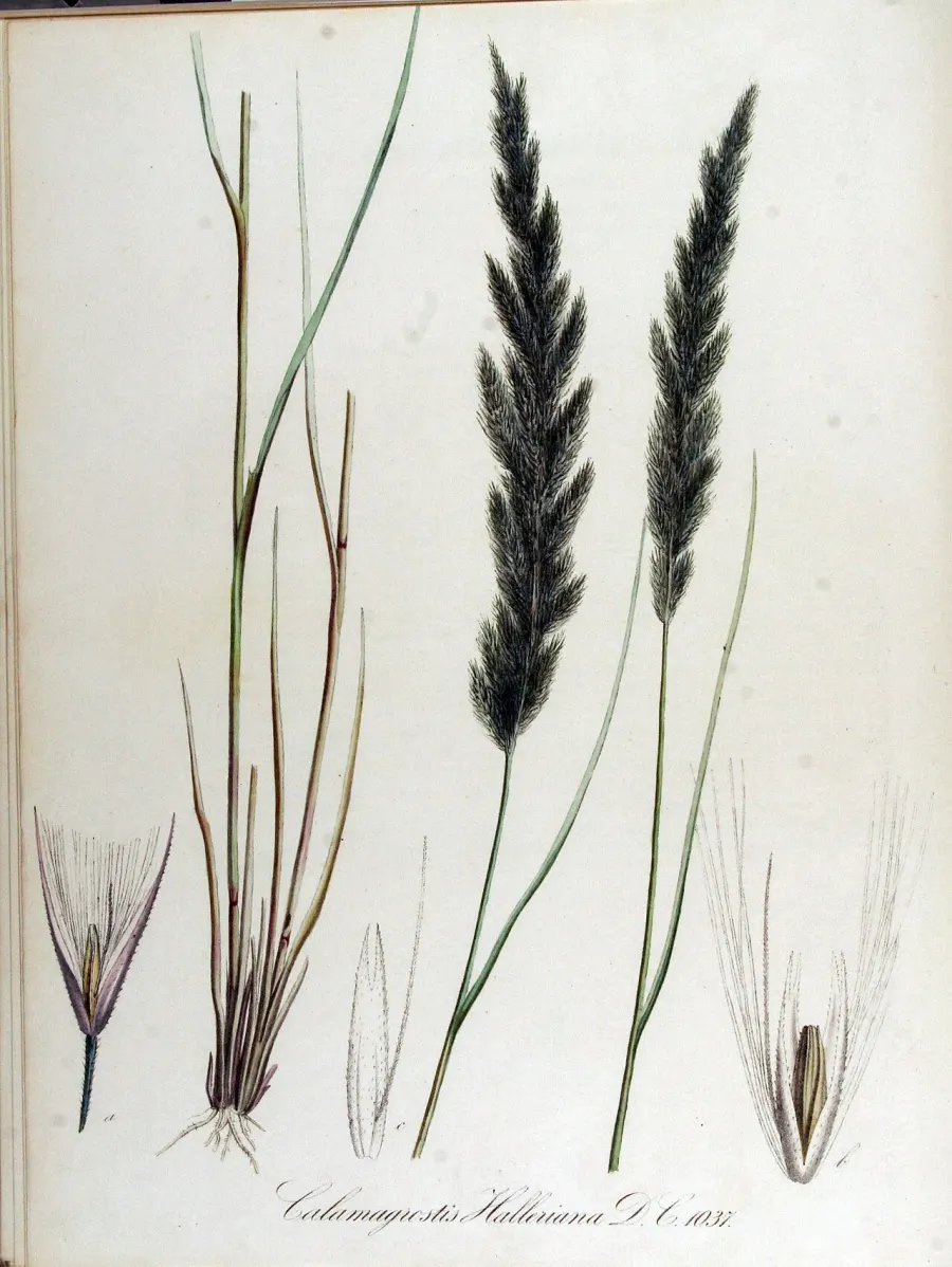 La carte Calamagrostis pseudophragmites