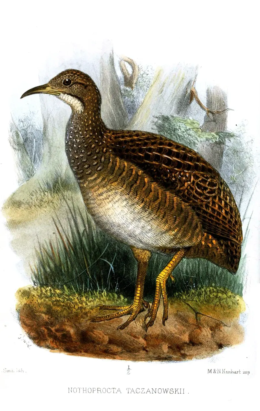The Taczanowski's tinamou card