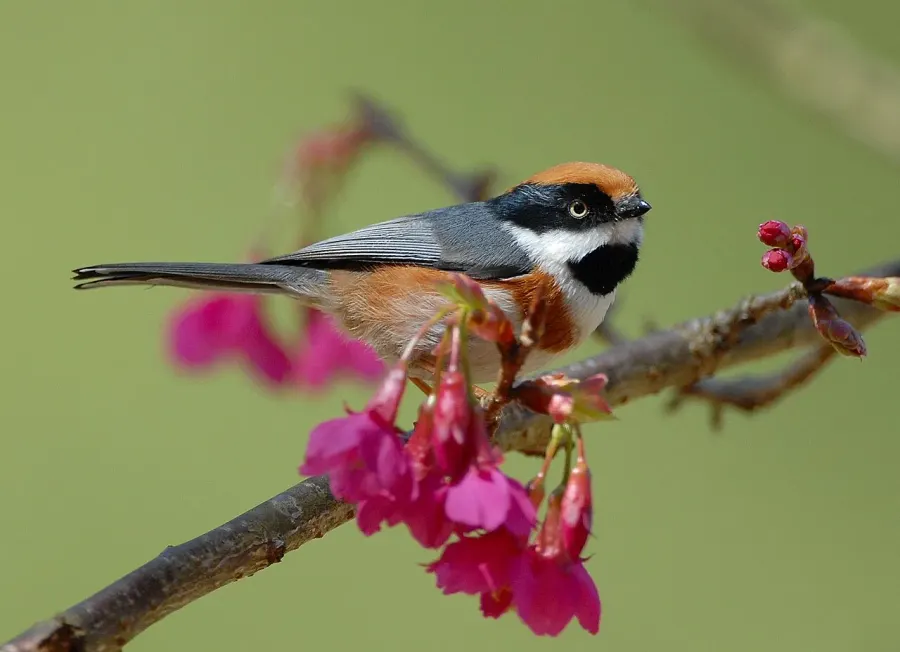 The Black-throated bushtit card