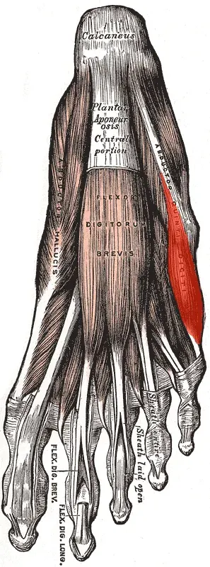 La carte Muscle abducteur du petit orteil