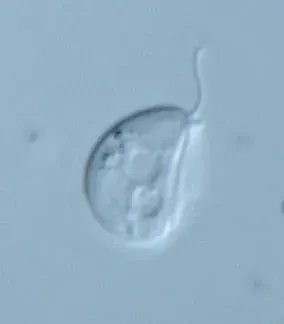 La carte Protista