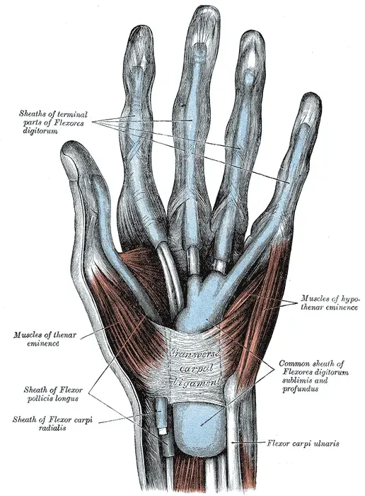 The Hypothenar eminence card