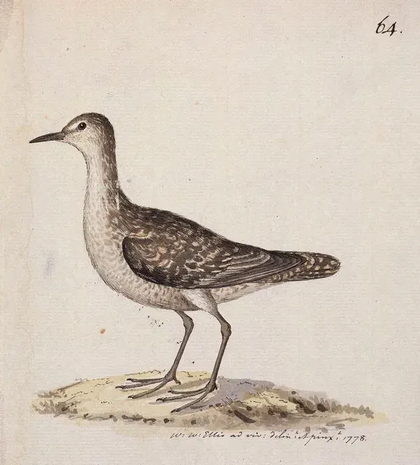 The Christmas sandpiper card