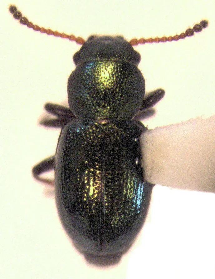 The Salpingidae card