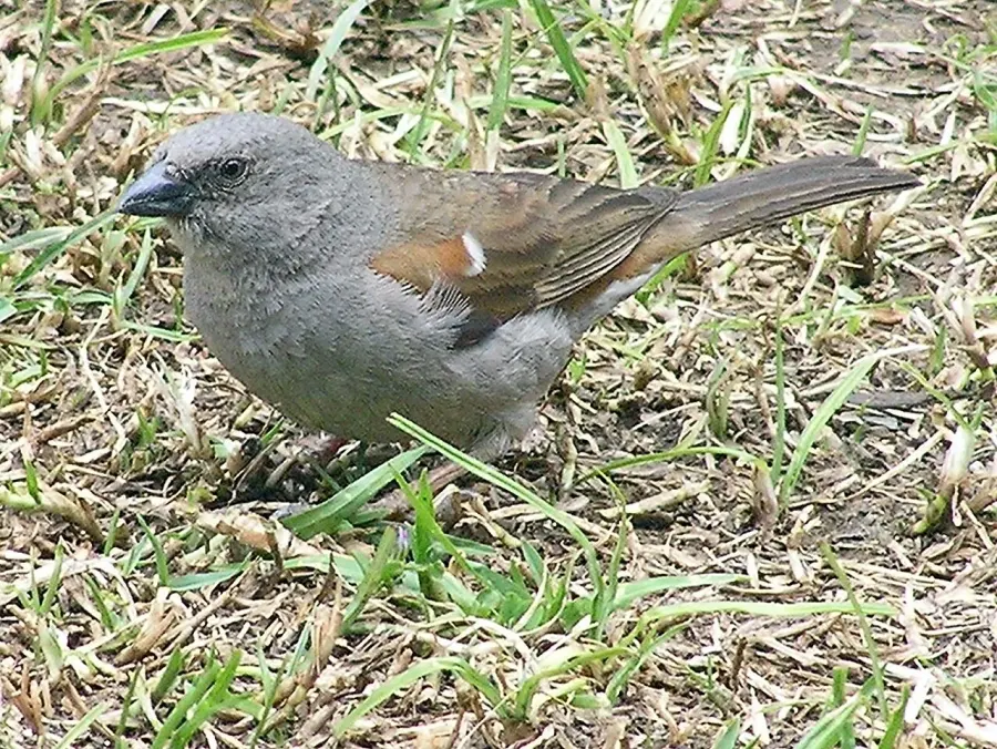 The Swainson's sparrow card