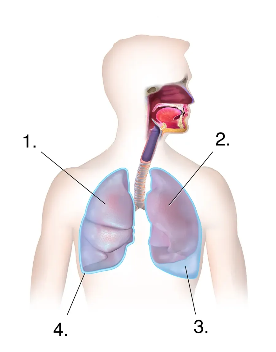 The Chylothorax card