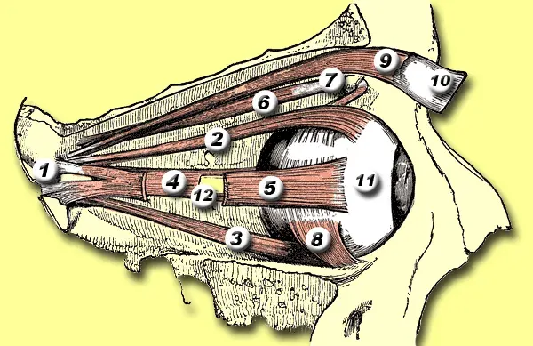 The Inferior rectus muscle card