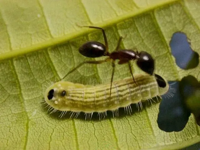 The Myrmecophily card