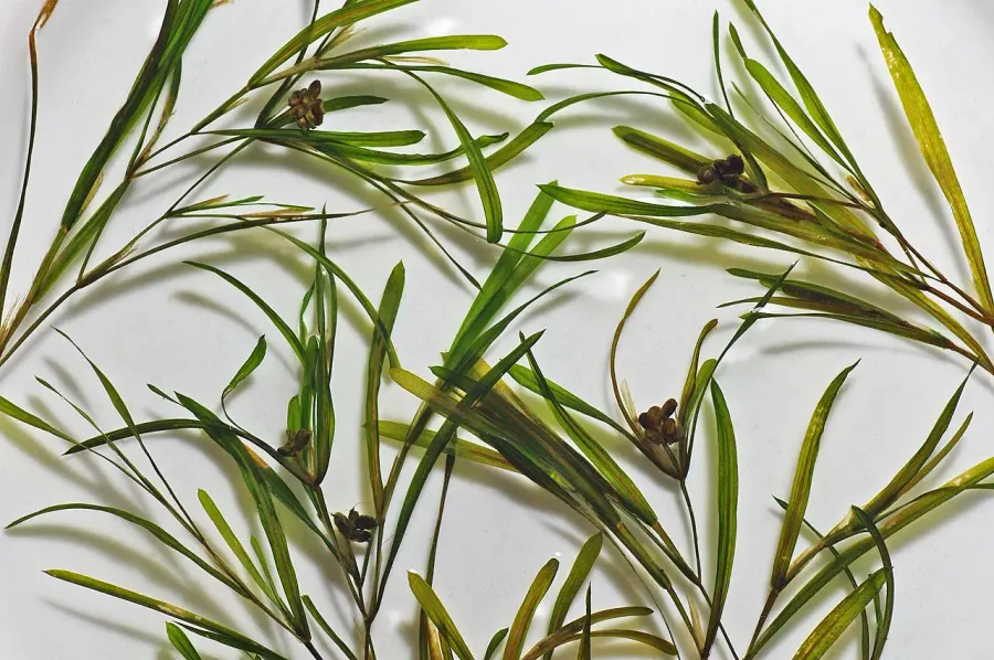La carte Potamogeton acutifolius