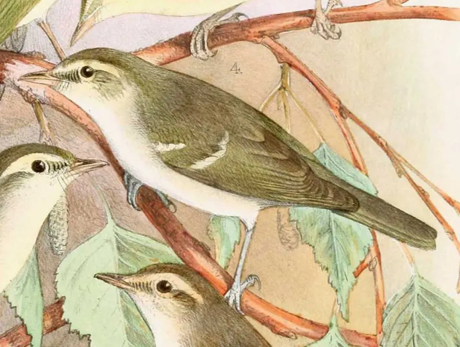 The Two-barred warbler card