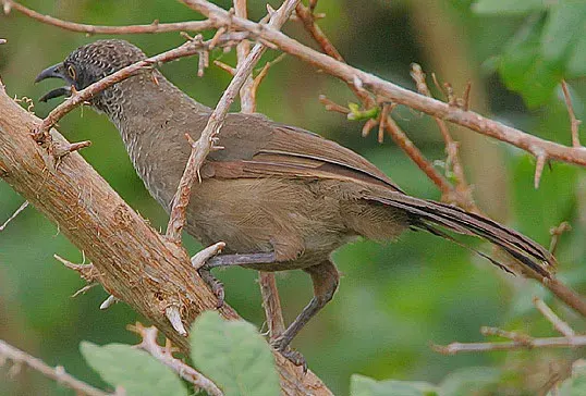 The Scaly babbler card