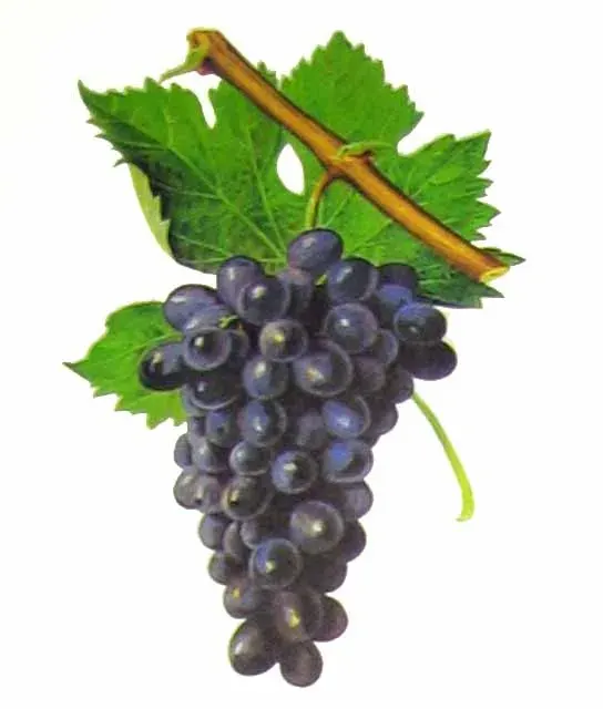 The Cinsaut card