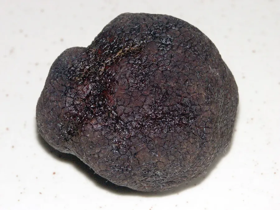 La carte Truffe noire