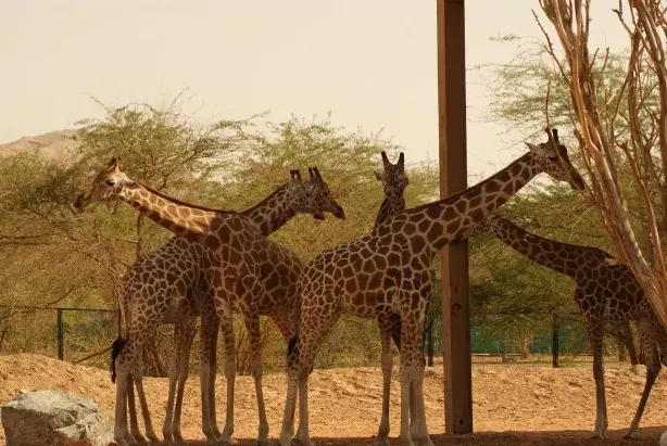 The Nubian giraffe card