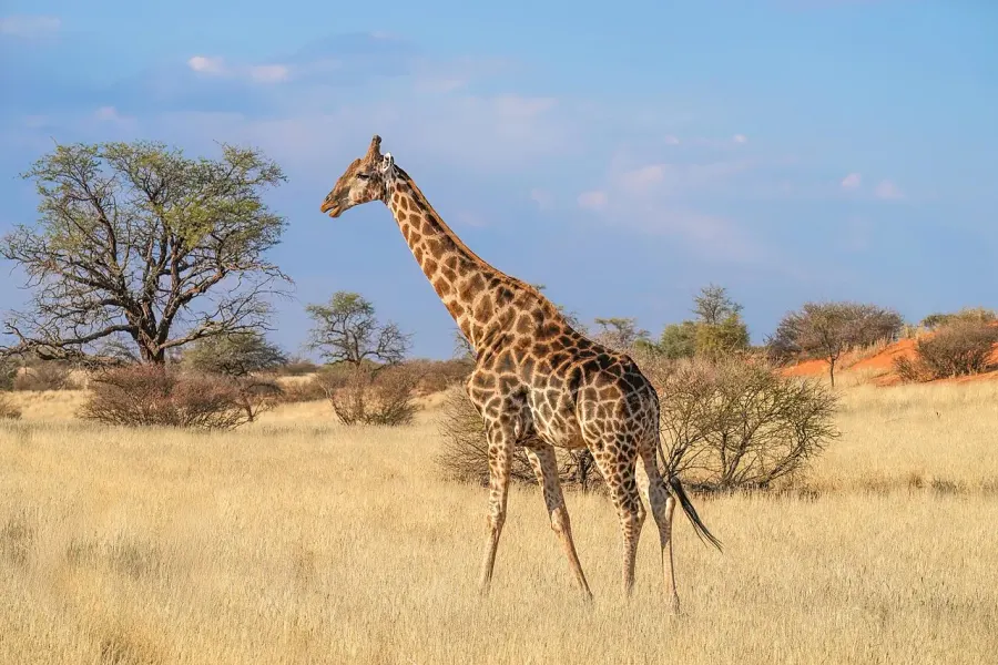 La carte Girafe d'Angola