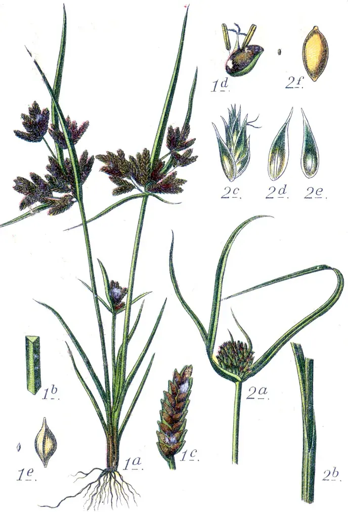 La carte Cyperus michelianus