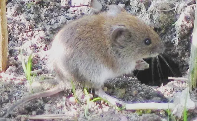 The Vole card