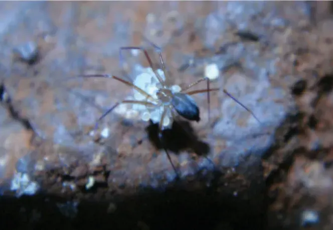 The Ochyroceratidae card