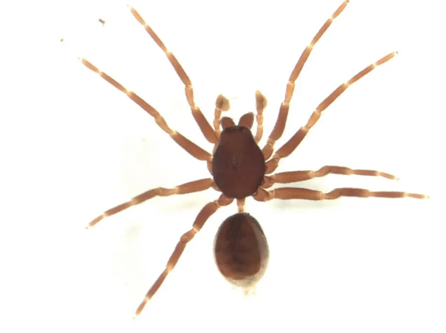 The Orsolobidae card