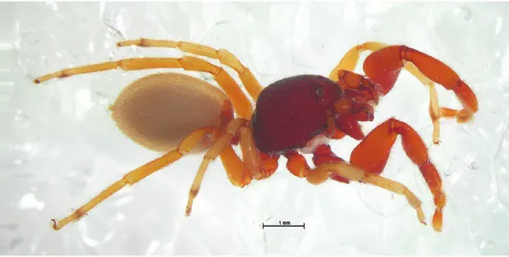 La carte Palpimanidae