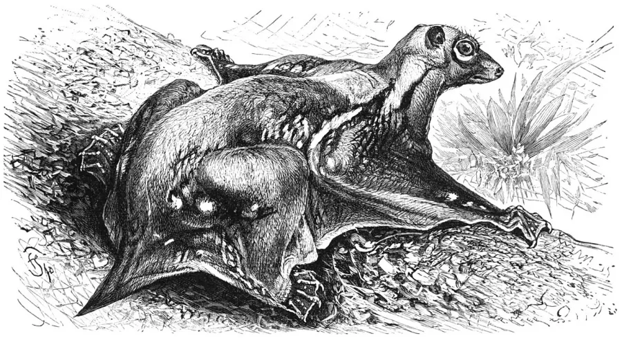 The Philippine flying lemur card