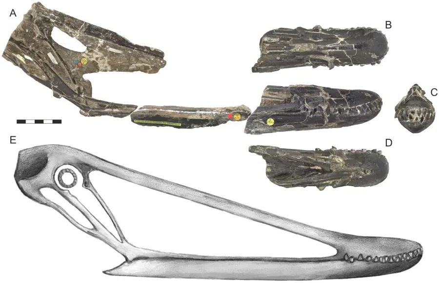 The Istiodactylus card