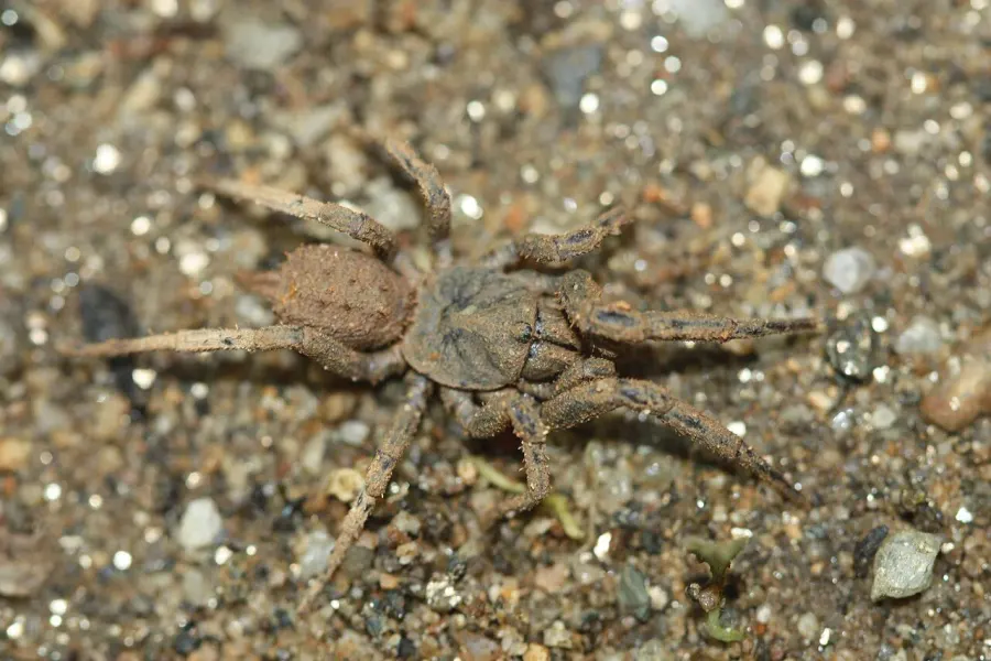 La carte Paratropididae