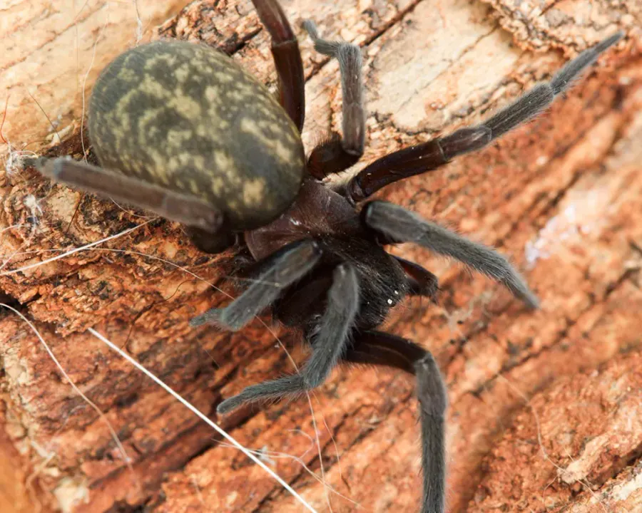 La carte Phyxelididae