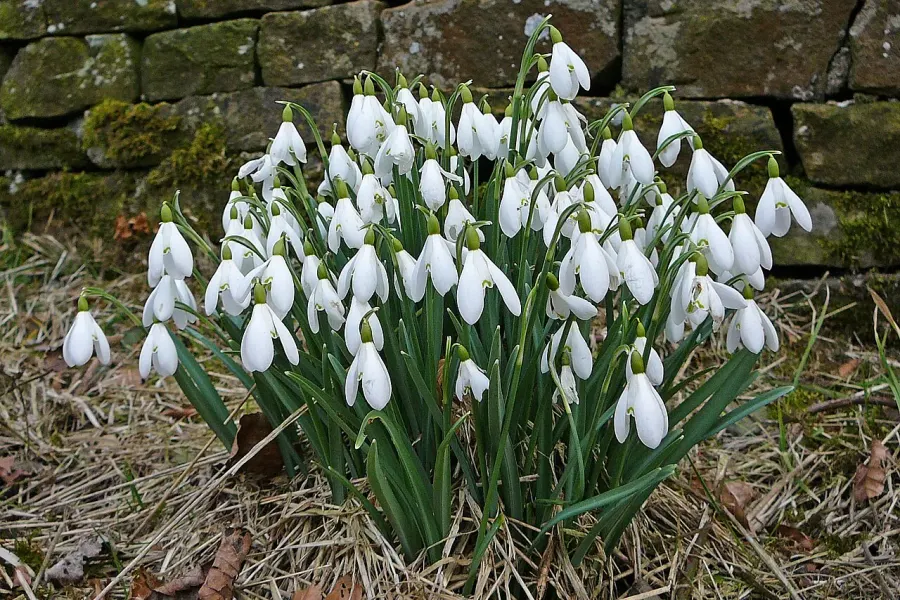 La carte Galanthus nivalis