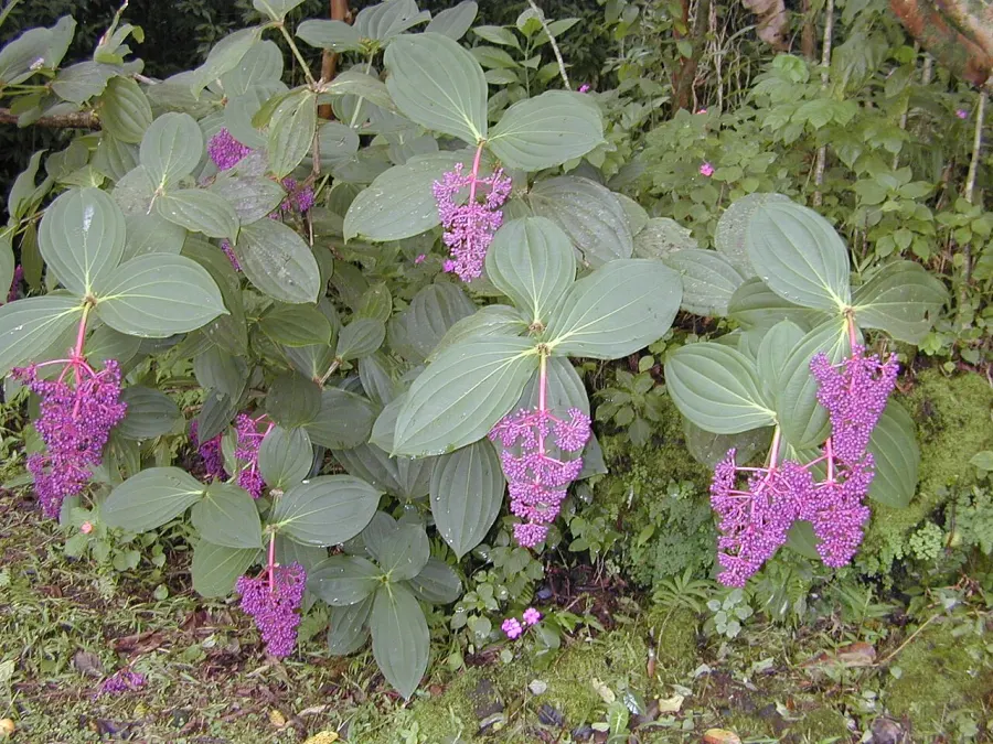 La carte Medinilla