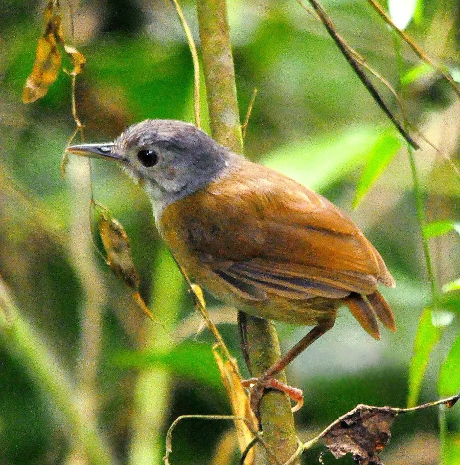 The Ashy-headed babbler card