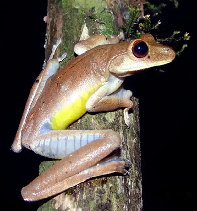 La carte Hypsiboas faber
