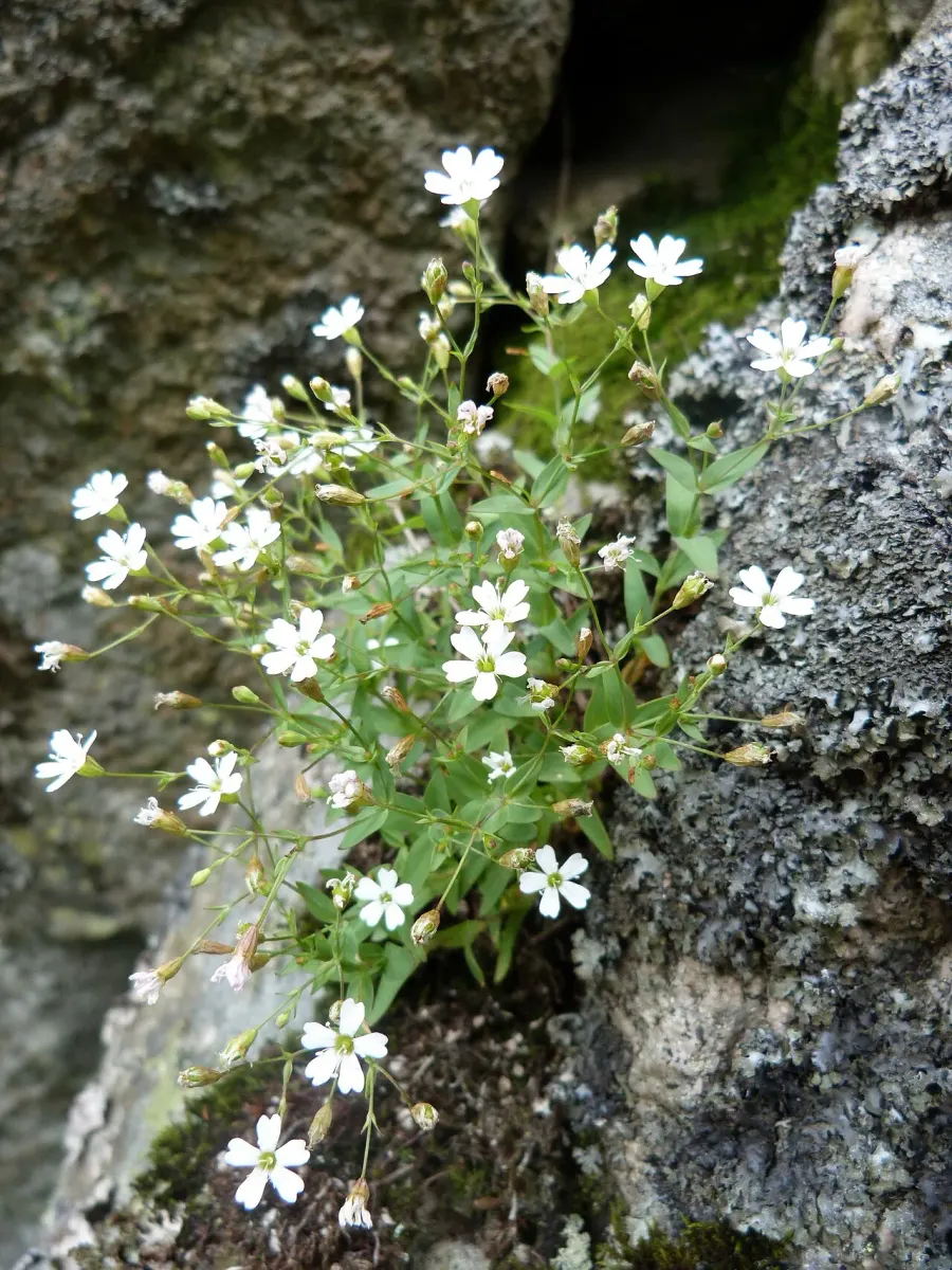 La carte Silène des rochers