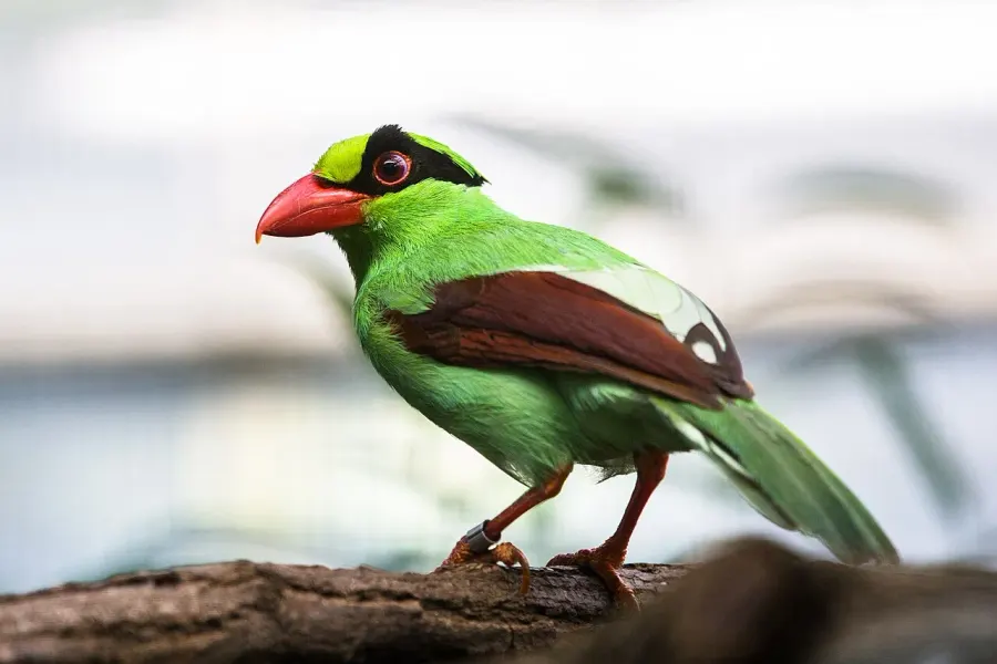 The Javan green magpie card