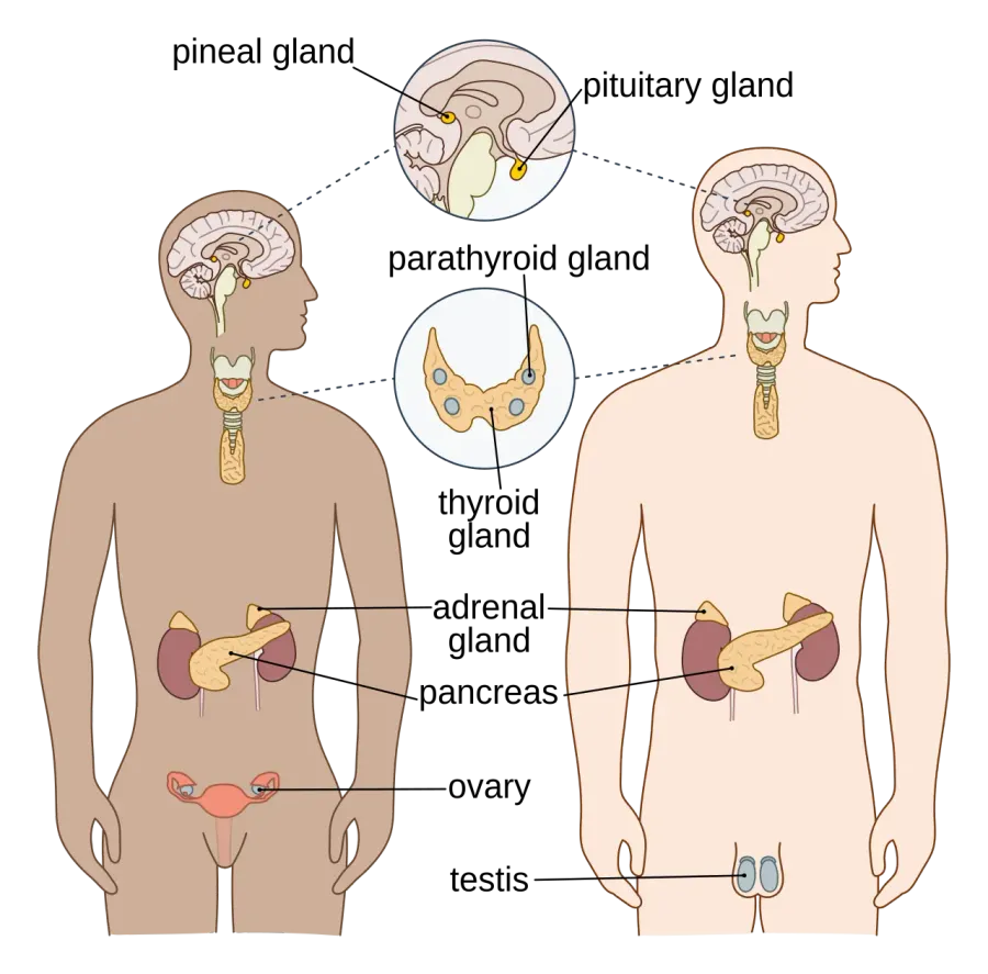 The Endocrine system card