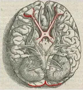 The Sensory nervous system card