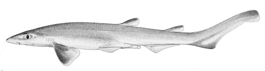 The Blacktip sawtail catshark card