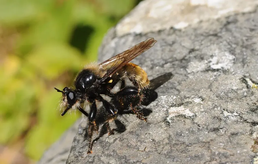 La carte Laphria