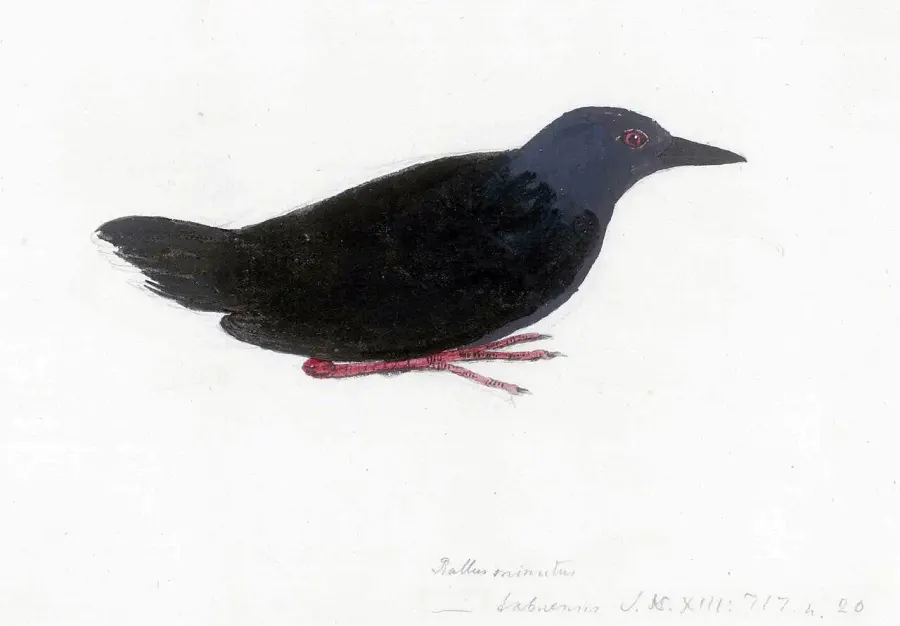 The Tahiti crake card