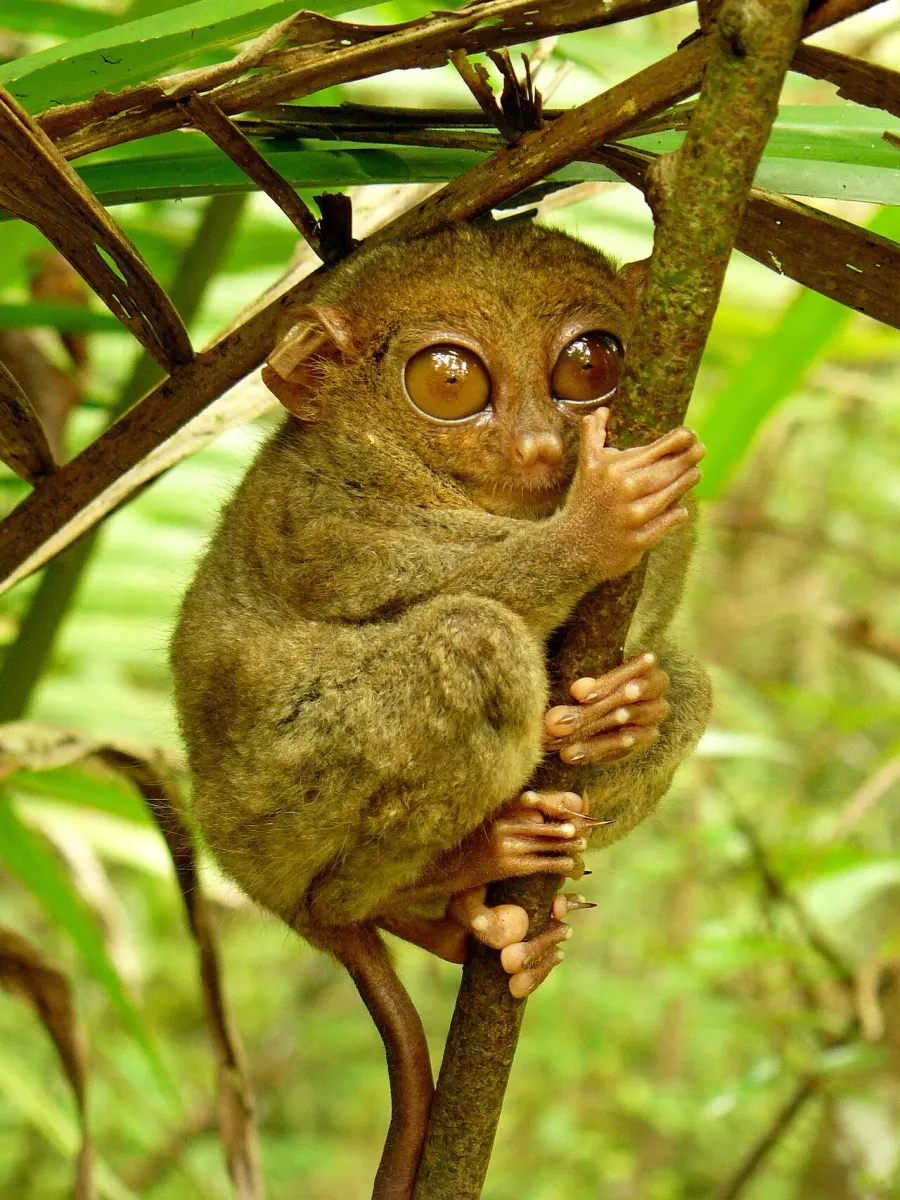 La carte Tarsier