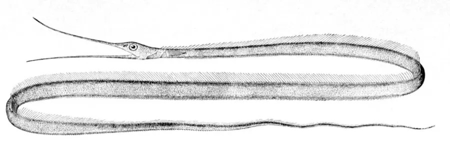 La carte Avocette ruban
