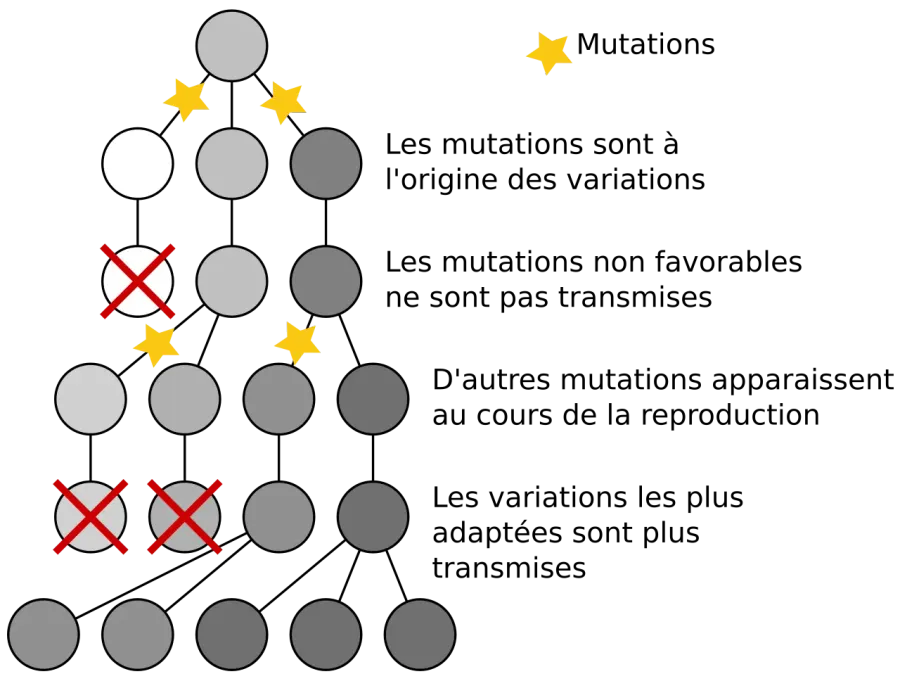 La carte Modélisation