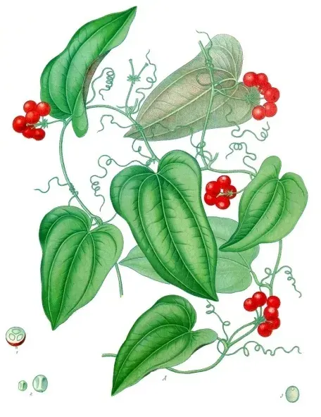 La carte Smilax regelii