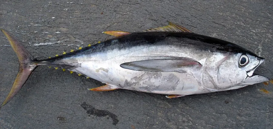 La carte Thunnus obesus