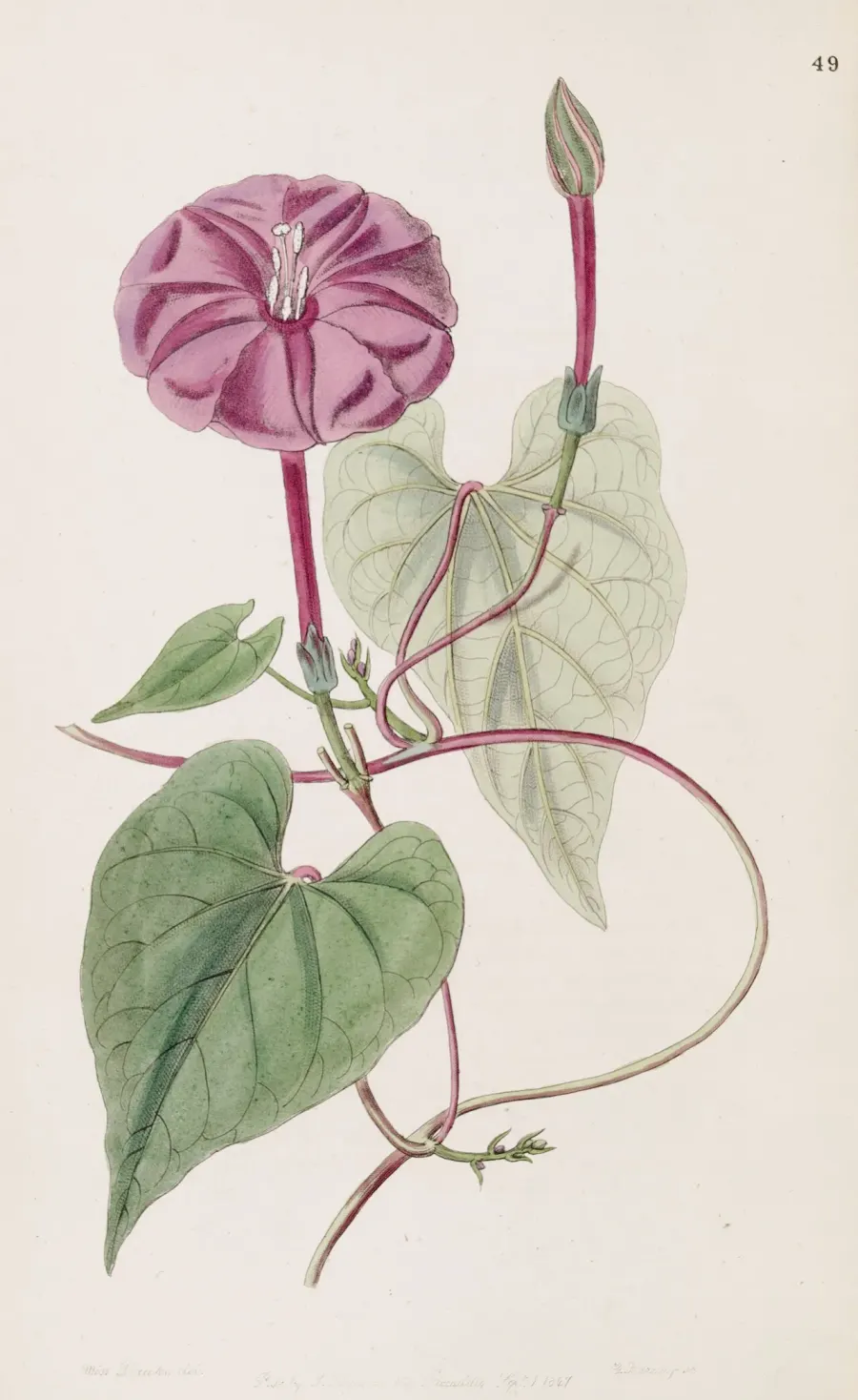 La carte Ipomoea purga