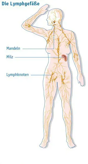 The Lymphatic vessel card
