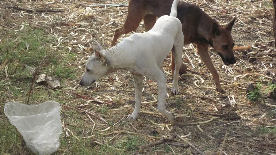 The Free-ranging dog card