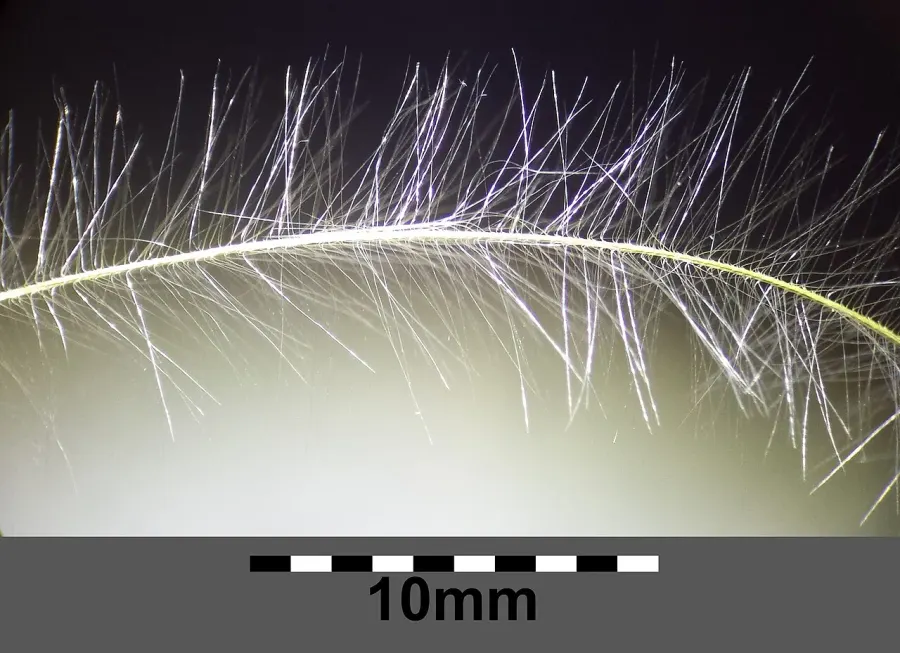La carte Trichome