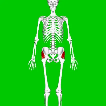La carte Muscle moyen glutéal